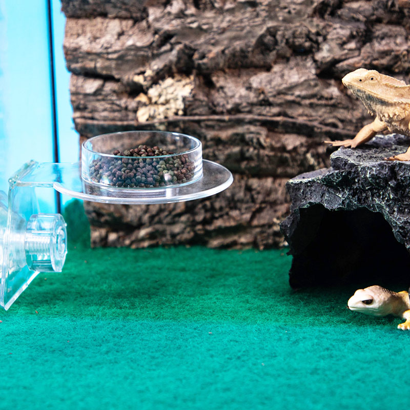 Acrylic Crawling Pet Feeding W - Water Dish Reptile recensie en prijs