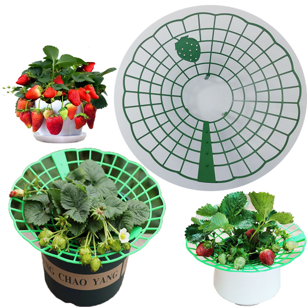 20PCS Strawberry Stand Green C - Vine Climbing Plastic recensie en prijs