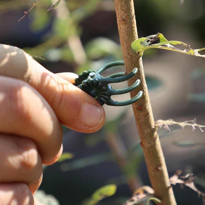 Wholesale Mini Plant Support C - Vine Climbing Plastic recensie en prijs
