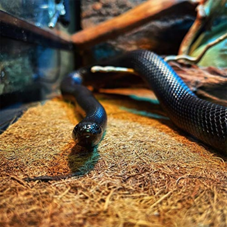 Reptile Carpet Mat 19.7x11.8in - Substrate Coconut Fiber recensie en prijs