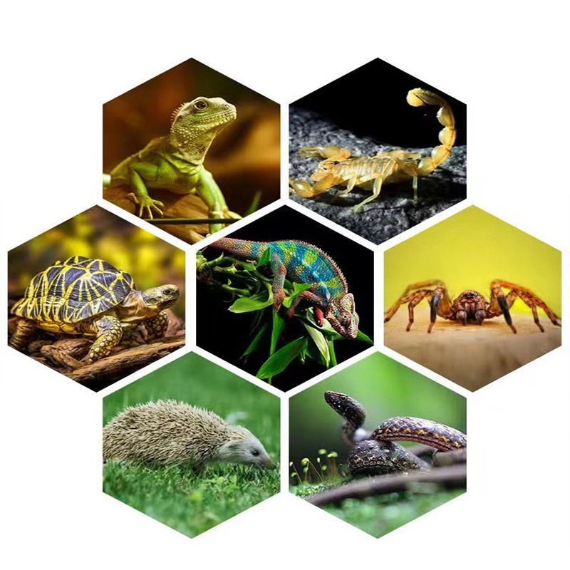 E27 13W/26W Reptile Uvb Lamp   - Calcium Powder Reptile recensie en prijs