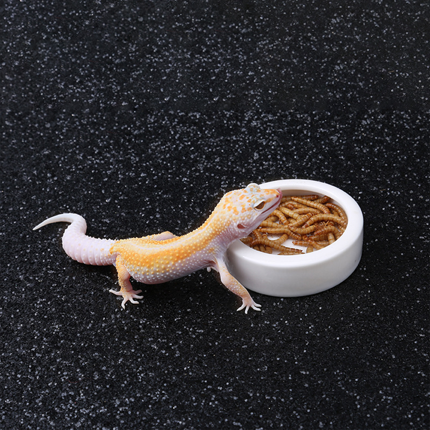 Reptile Food Bowl Feeding and  - Water Dish Reptile recensie en prijs