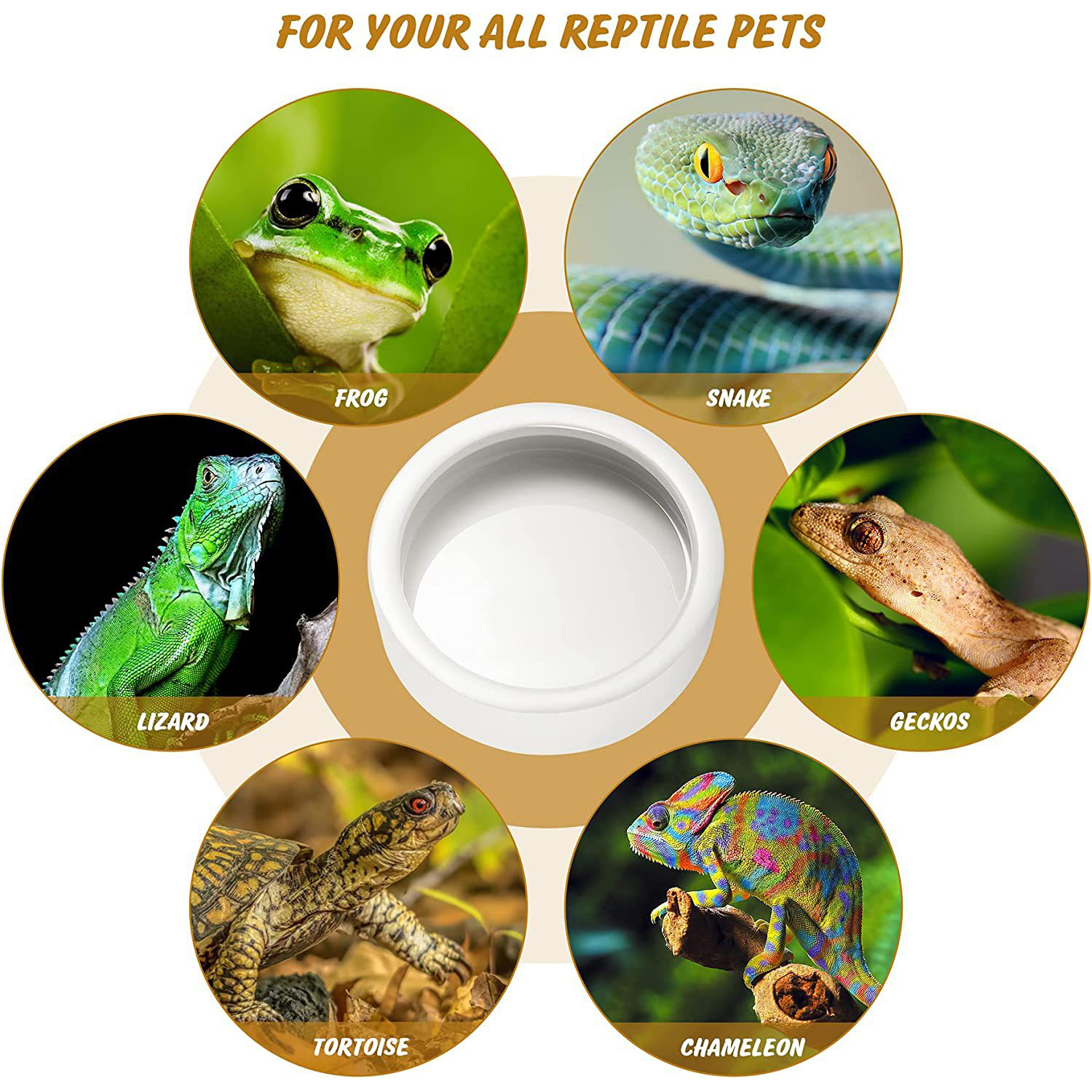 Reptile Food Bowl Feeding and  - Water Dish Reptile recensie en prijs