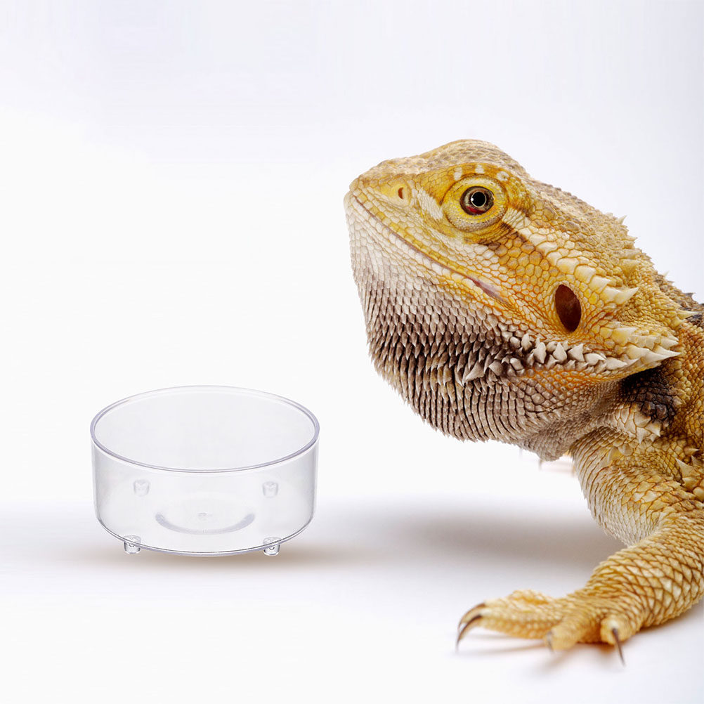 10Pcs Acrylic Reptile Food Dis - Water Dish Reptile recensie en prijs