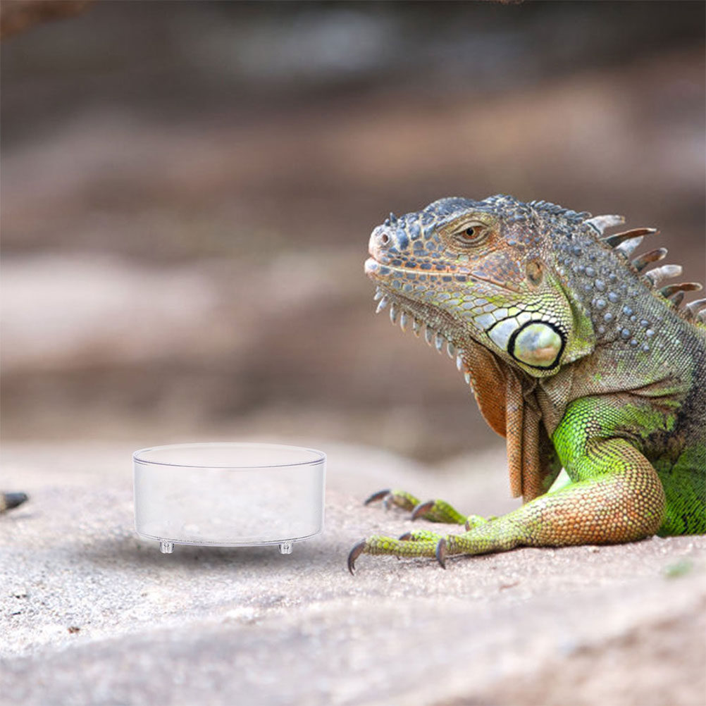 10Pcs Acrylic Reptile Food Dis - Water Dish Reptile recensie en prijs