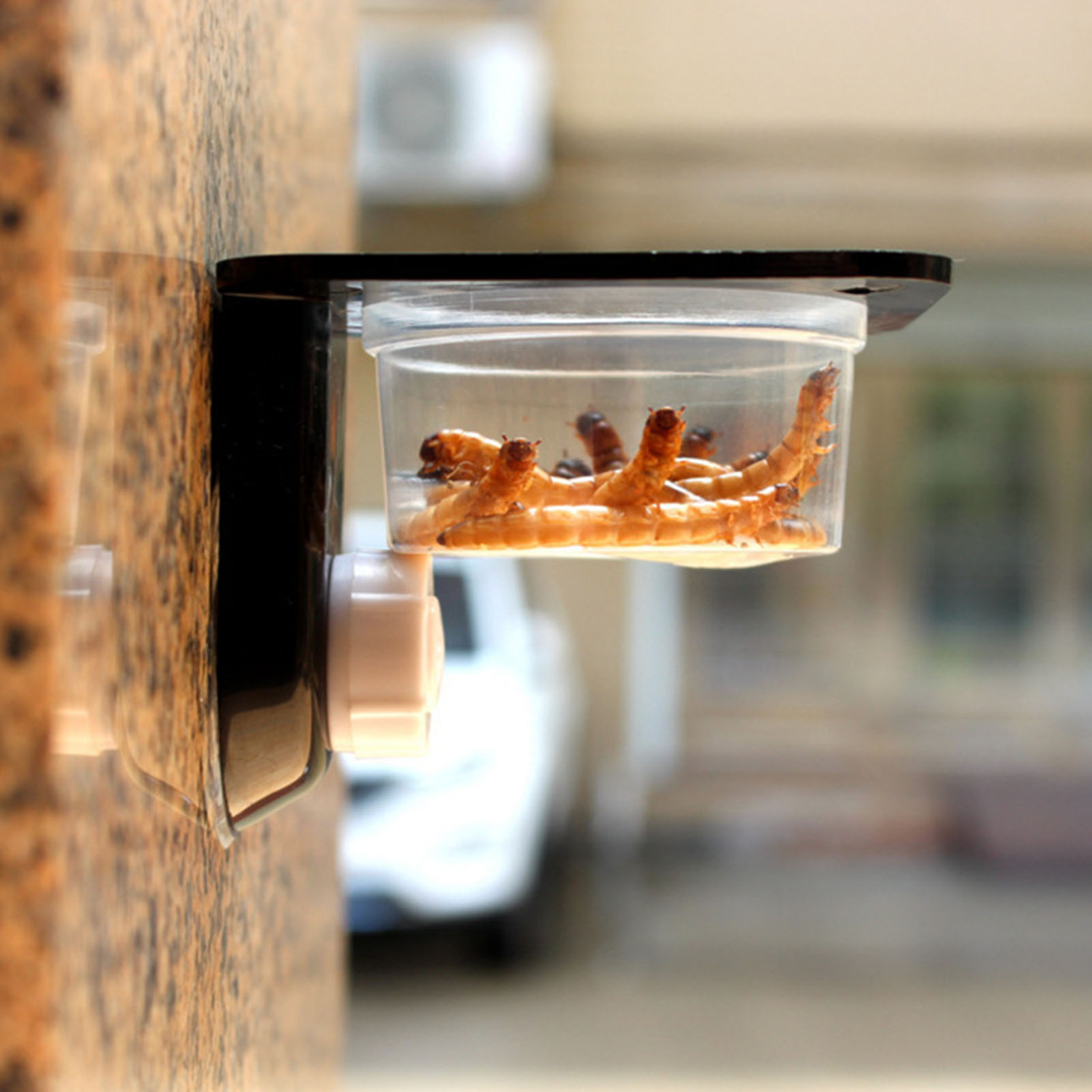 Crested Gecko Feeding Ledge Re - Water Dish Reptile recensie en prijs