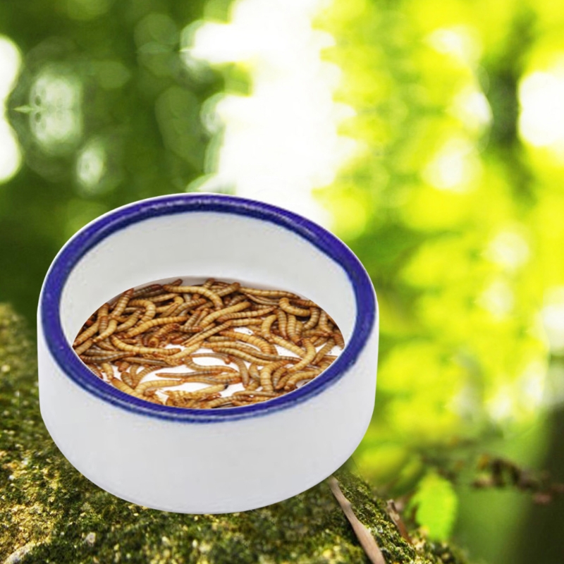 Reptile Bowl Spider Water Dish - Water Dish Reptile recensie en prijs